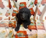 Puppy Ben jr Goldendoodle