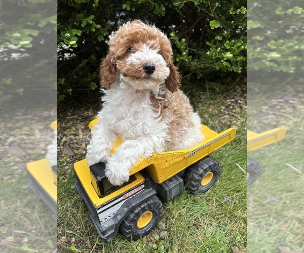 Medium Photo #4 Goldendoodle (Miniature) Puppy For Sale in MIDDLEBURY, IN, USA