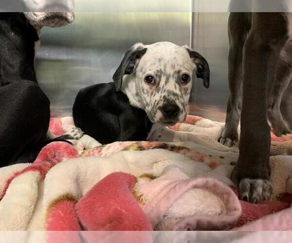 Medium Photo #1 American Staffordshire Terrier-Unknown Mix Puppy For Sale in Grand Prairie, TX, USA