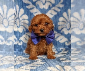 Cavapoo Puppy for sale in QUARRYVILLE, PA, USA