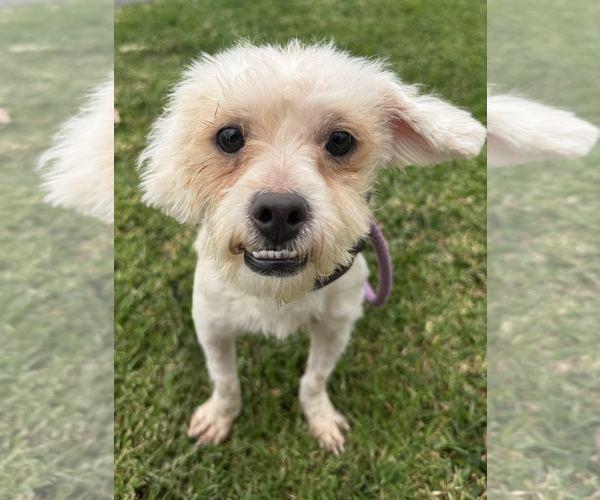 Medium Photo #2 Maltese-Unknown Mix Puppy For Sale in Newport Beach, CA, USA