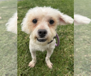 Kevin - Male Maltese-Unknown Mix Dog for Adoption - Photo #2