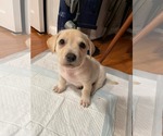 Small #12 Mutt