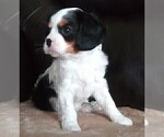 Small Photo #115 Cavalier King Charles Spaniel Puppy For Sale in HOWLAND, OH, USA