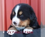 Small Photo #2 Bernese Mountain Dog Puppy For Sale in MARTINSVILLE, IN, USA