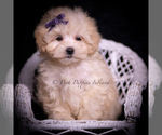 Puppy Maggie Mae Maltipoo (Miniature)