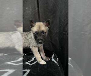 German Shepherd Dog-Unknown Mix Dogs for adoption in San Antonio, TX, USA