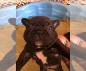 French Bulldog Puppy for sale in FORT MILL, SC, USA