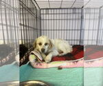 Small #2 Rat Terrier-Spaniel Mix