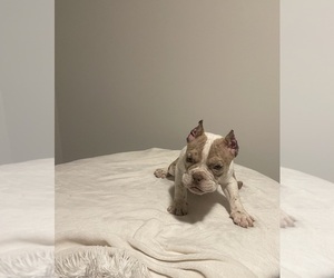 American Bully Puppy for sale in ATLANTA, GA, USA