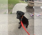 Small Pointer-Rottweiler Mix