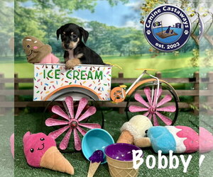 Bobby - Male Rat Terrier Dog for Adoption - Photo #4