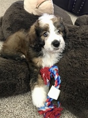 Bernedoodle Puppy for sale in GRANDVIEW, MO, USA