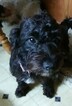 Small #3 Jack Russell Terrier-Poodle (Standard) Mix