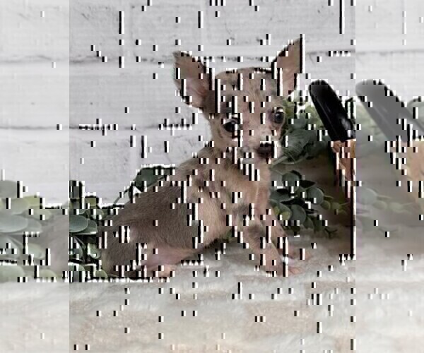 Medium Photo #23 Chihuahua Puppy For Sale in TAMPA, FL, USA