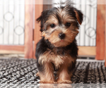 Small #2 Yorkshire Terrier