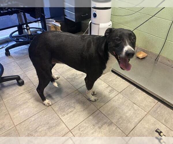 Medium Photo #1 American Staffordshire Terrier-Unknown Mix Puppy For Sale in Grand Prairie, TX, USA