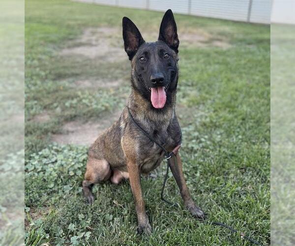 Medium Photo #1 Mutt Puppy For Sale in Modesto, CA, USA