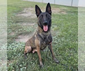 Mutt Dogs for adoption in Modesto, CA, USA