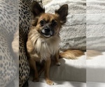 Small Photo #1 Chiweenie Puppy For Sale in FORT MYERS, FL, USA