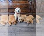 Small #2 Golden Retriever