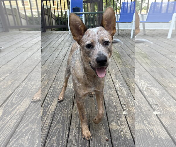 Medium Photo #3 Mutt Puppy For Sale in Garden City, NY, USA