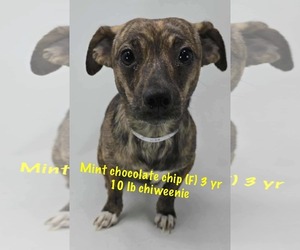 Chiweenie Dogs for adoption in pomfret, CT, USA