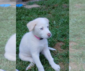 Border-Aussie Dogs for adoption in Aurora, IN, USA