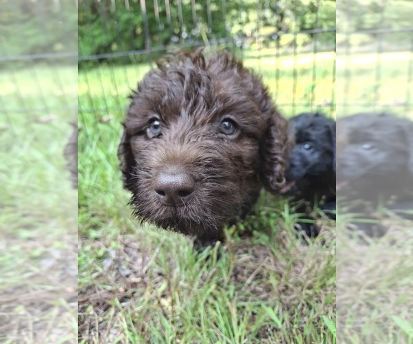 Medium Photo #2 Labradoodle Puppy For Sale in SNOW CAMP, NC, USA