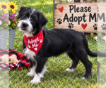 Small Photo #2 Affenpinscher-Unknown Mix Puppy For Sale in Yardley, PA, USA