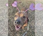 Small #11 American Pit Bull Terrier