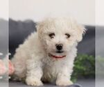 Small Photo #4 Bichon Frise Puppy For Sale in ANNVILLE, PA, USA
