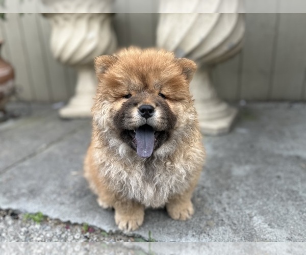 Medium Photo #1 Chow Chow Puppy For Sale in SAN JOSE, CA, USA