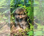 Small Photo #2 Pomeranian Puppy For Sale in STATHAM, GA, USA