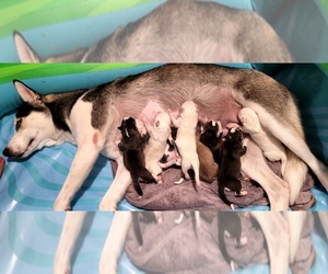 Siberian Husky Puppy for sale in SAYVILLE, NY, USA
