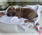 Small #10 American Bully