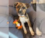 Small Photo #2 Mutt Puppy For Sale in Canton, CT, USA
