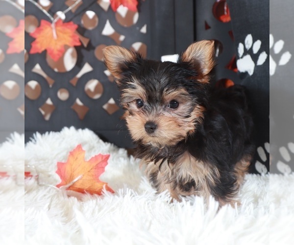 Medium Photo #5 Yorkshire Terrier Puppy For Sale in MOUNT VERNON, OH, USA