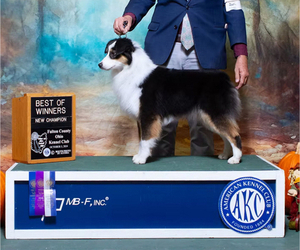 Mother of the Miniature American Shepherd puppies born on 09/20/2025