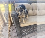 Small #2 Australian Shepherd