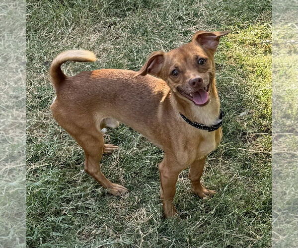 Medium Photo #2 Dachshund-Unknown Mix Puppy For Sale in Lake Elsinore, CA, USA