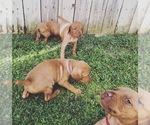 Small Photo #17 Vizsla Puppy For Sale in NEWHALL, CA, USA