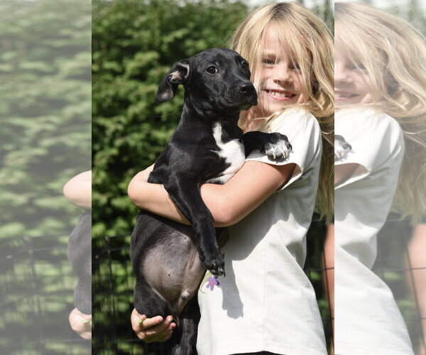 Medium Photo #10 Chiweenie Puppy For Sale in Mechanicsburg, PA, USA