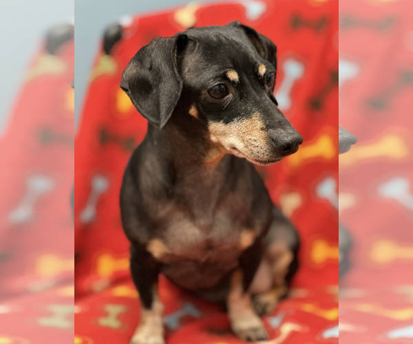 Medium Photo #4 Dachshund Puppy For Sale in Weston, FL, USA
