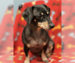 Small #3 Dachshund