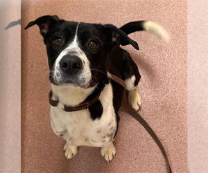 Mutt Dog for Adoption in Ogden, Utah USA