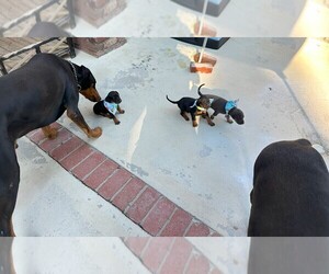 Doberman Pinscher Puppy for sale in CANYON COUNTRY, CA, USA