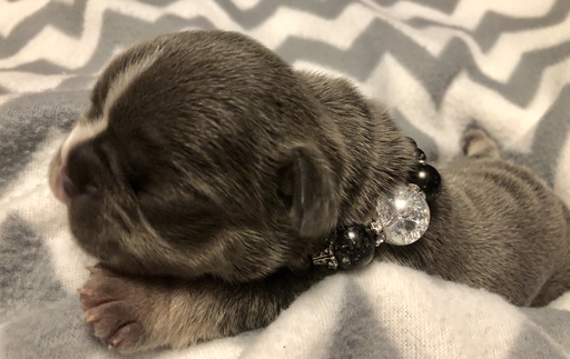 Medium Photo #1 French Bulldog Puppy For Sale in The Pas, Manitoba, Canada