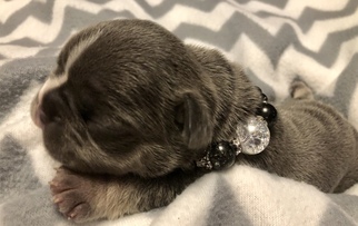French Bulldog Puppy for sale in The Pas, Manitoba, Canada