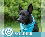 Small #4 Labrador Retriever Mix